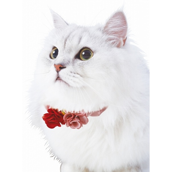 短毛(ミルクベージュ)ジューンブライドシュシュ、わんちゃん猫ちゃん用